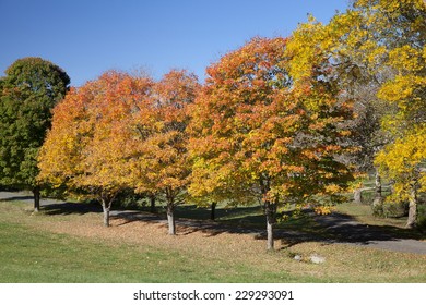 Rockefeller State Park Preserve At Autumn