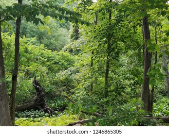 Rockefeller State Park Preserve, NY