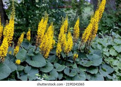 The Rocket Golden Ray (Ligularia stenocephala). The Rocket is a great plant for moist, shady gardens. Blooms In mid-summer, huge bright yellow flower spikes that are fragrant. Favorite for hummingbird - Shutterstock ID 2190241065