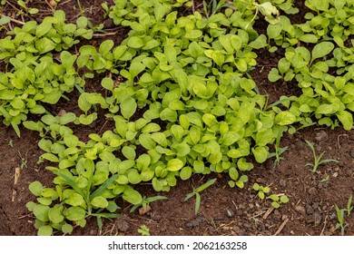 Rocketsalad Plant Leaves Of The Species Eruca Vesicaria