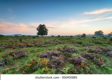 Rockford Common In The New Forest National Park In Hampshire