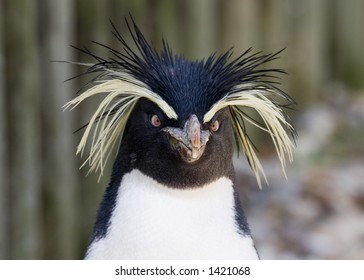 Rockhopper Penguin