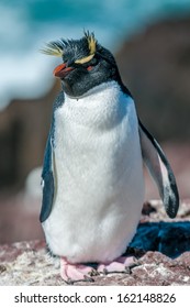 Rockhopper Penguin