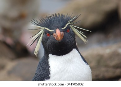 Rockhopper Penguin