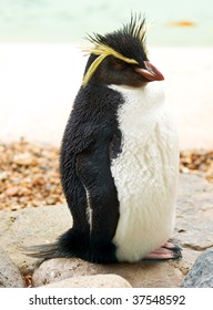 Rockhopper Penguin