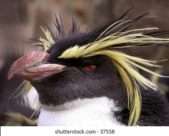 A Rockhopper Penguin.