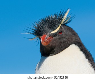 Rockhopper Penguin