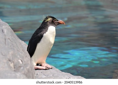 Rockhopper Penguin In The Asahiyama Zoo. Their Habitat Is Antarctica.