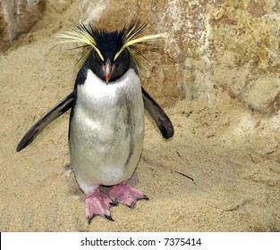 Webbed Feet Of A Penguin Images Stock Photos Vectors Shutterstock