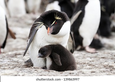 Rockhopper Penguin And Chick