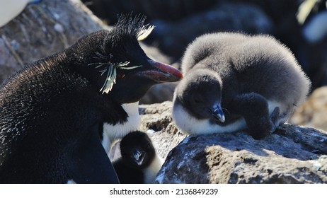 Rock-hopper Penguin Chick, New Island, Falkland Islands, Seabird