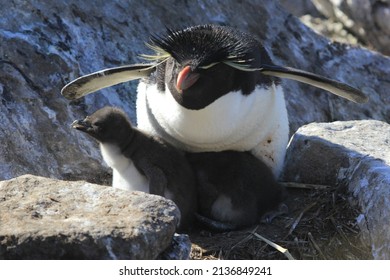 Rock-hopper Penguin Chick, New Island, Falkland Islands, Seabird