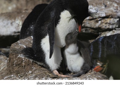 Rock-hopper Penguin Chick, New Island, Falkland Islands, Seabird