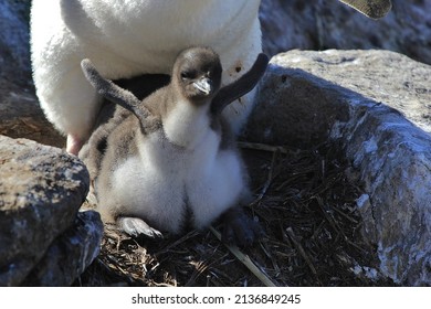 Rock-hopper Penguin Chick, New Island, Falkland Islands, Seabird