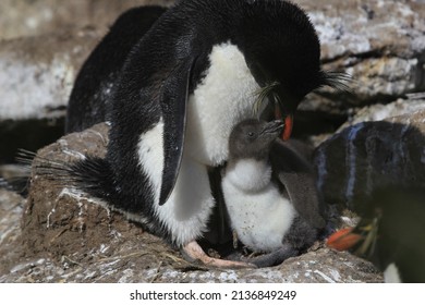 Rock-hopper Penguin Chick, New Island, Falkland Islands, Seabird