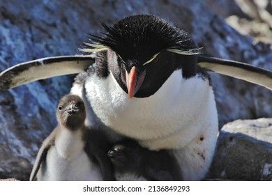 Rock-hopper penguin Chick, New Island, Falkland Islands, Seabird