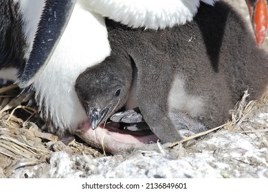 Rock-hopper Penguin Chick, New Island, Falkland Islands, Seabird