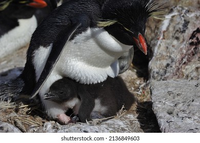 Rock-hopper Penguin Chick, New Island, Falkland Islands, Seabird