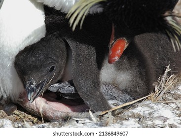 Rock-hopper Penguin Chick, New Island, Falkland Islands, Seabird