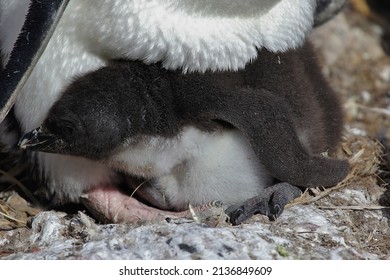 Rock-hopper Penguin Chick, New Island, Falkland Islands, Seabird