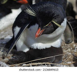 Rock-hopper Penguin Chick, New Island, Falkland Islands, Seabird