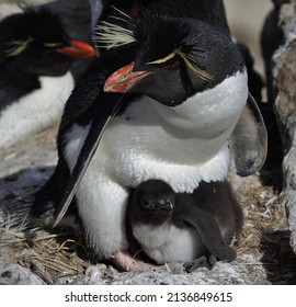 Rock-hopper Penguin Chick, New Island, Falkland Islands, Seabird