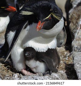 Rock-hopper Penguin Chick, New Island, Falkland Islands, Seabird