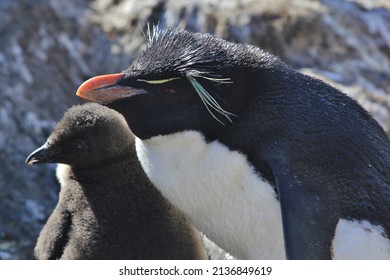 Rock-hopper Penguin Chick, New Island, Falkland Islands, Seabird