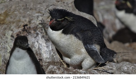 Rock-hopper Penguin Chick, New Island, Falkland Islands, Seabird