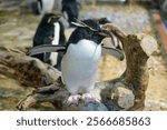 A rockhopper penguin or crested penguin standing on a wooden branch with its wings slightly spread, surrounded by other penguins.
at Osaka Aquarium Kaiyukan.