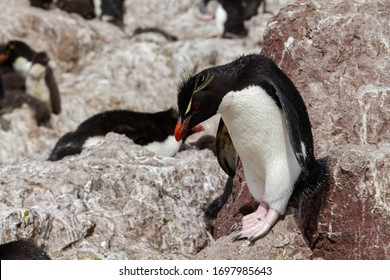 ペンギン ジャンプ の写真素材 画像 写真 Shutterstock