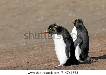 Rockhopper penguin in the rookery, Falkland Islands