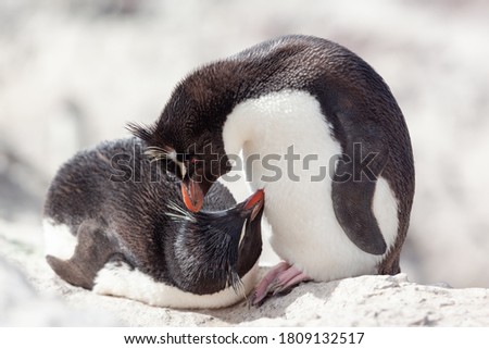 Rockhopper penguins sitting on the rocky beach of Isla Pinguino Patagonia Argentina blurred background