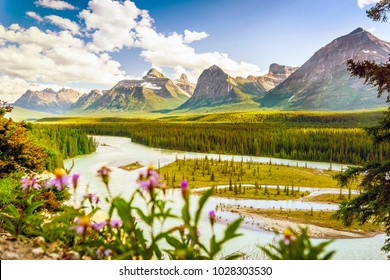 Rockies mountain, Athabasca river and Great Nothern Aster flower in Jasper National Park, Alberta, Canada