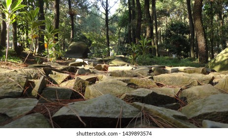 Rocks all over this path while trailing on the forest
