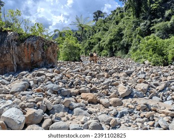 a lot of rocks appear in the forest when the river dries up during the dry season.