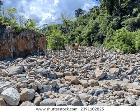 a lot of rocks appear in the forest when the river dries up during the dry season.