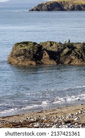 Rocks And Birds On Pacific Northwest Coast