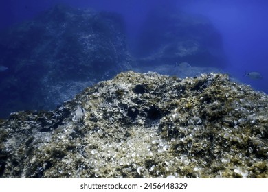 Rocks at Bottom of Ocean Floor, Underwater Life - Powered by Shutterstock