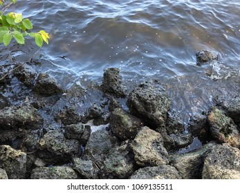 rocks by the water