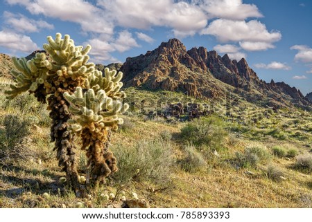 Rocks and Cholla cactus at Silver Creek Rd between Oatman and Bullhead City, AZ, USA