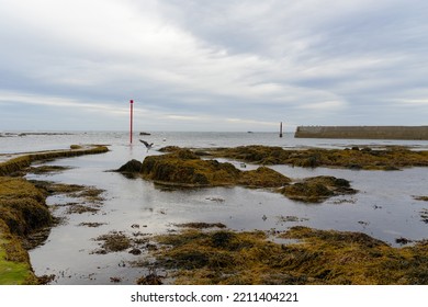 Rocks Covered With Brown Algae At Low Tide In Brittany 