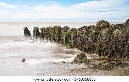 Rocks covered with brown algae at low tide, seaweed or kelp grows along the coast, rocky coasts, tidal flats, marine region, ecosystem, habitat for organisms