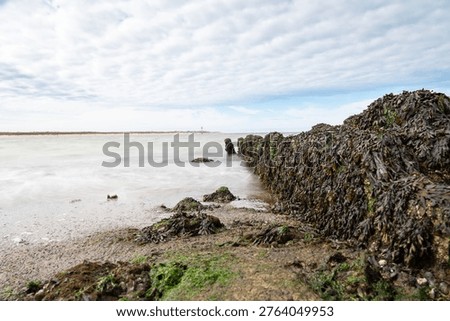 Rocks covered with brown algae at low tide, seaweed or kelp grows along the coast, rocky coasts, tidal flats, marine region, ecosystem, habitat for organisms