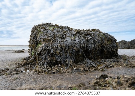 Rocks covered with brown algae at low tide, seaweed or kelp grows along the coast, rocky coasts, tidal flats, marine region, ecosystem, habitat for organisms
