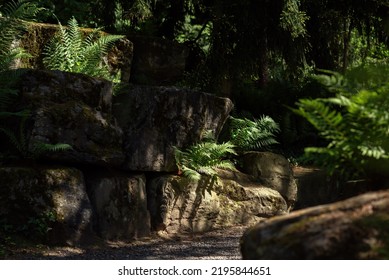 Rocks With Ferns In Dappled Sunlight.