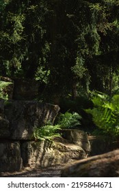 Rocks With Ferns In Dappled Sunlight.