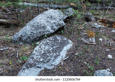 Rocks In Forest