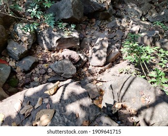 rocks in the forest closeup view