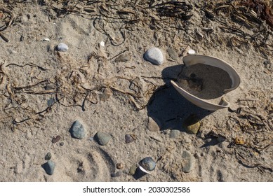 Rocks And An Open Clam Shell On A New England Beach